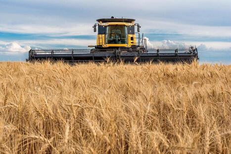US durum market tightens after smaller harvest | World Grain | MED-Amin network | Scoop.it