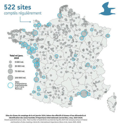 Résultats 2024 du comptage annuel des oiseaux d’eau en France | Biodiversité | Scoop.it
