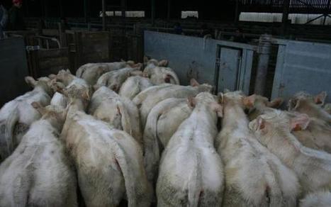 Des ph&eacute;romones apaisantes pour r&eacute;duire le stress | Actualit&eacute;s de l'&eacute;levage | Scoop.it