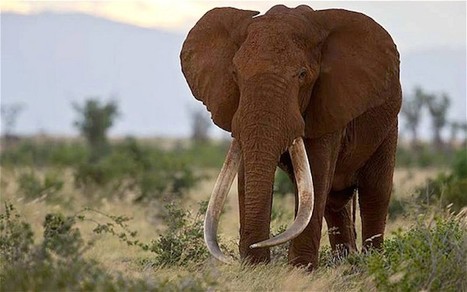 The Passing of a Giant - Death of An Elephant | BIODIVERSITY IS LIFE  – | Scoop.it