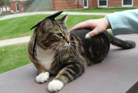 Max the Cat received an honorary degree from Vermont State University. | Educational Leadership | Scoop.it