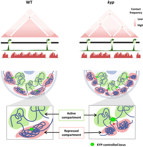An atlas of the tomato epigenome reveals that KRYPTONITE shapes TAD-like boundaries through the control of H3K9ac distribution (IPS2, SPS) | Plant Sciences | Scoop.it