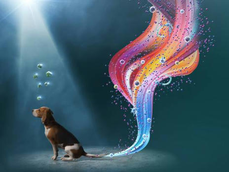 El futuro de la terapia con células madre caninas: indolora y no invasiva | Personas y Animales | Scoop.it