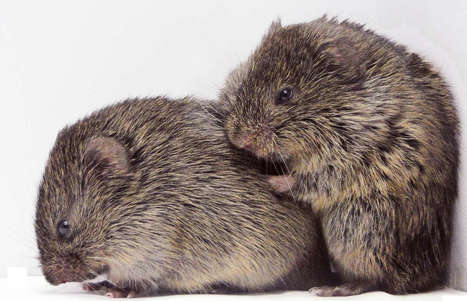 Prairie Voles Show Empathy Just Like Humans | Empathy and Animals | Scoop.it