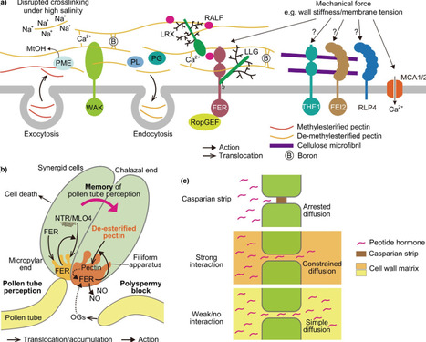Memory in the wall: expanding our understanding of the roles of plant cell walls | nphy | RMH | Scoop.it