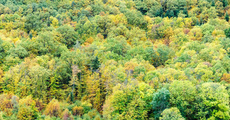 L'Inrae lance un programme national de recherche sur la résilience des forêts | Biodiversité - @ZEHUB on Twitter | Scoop.it