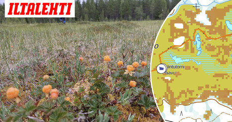 Uusi kartta mullistaa marjastuksen &ndash; T&auml;m&auml;n avulla l&ouml;yd&auml;t arvokkaat herkut | Lehti | Scoop.it