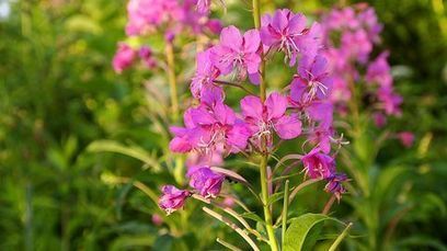 Rohdoskasvit kukkivat, nyt kiireesti ker&auml;&auml;m&auml;&auml;n! | 1Uutiset - Lukemisen t&auml;hden | Scoop.it