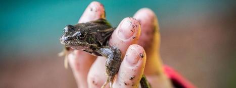 Consommation de cuisses de grenouilles : le Muséum national d'histoire naturelle tire la sonnette d'alarme | Biodiversité | Scoop.it
