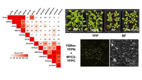 Current Biology: FERONIA Receptor Kinase Contributes to Plant Immunity by Suppressing Jasmonic Acid Signaling in Arabidopsis thaliana (2018) | Plants and Microbes | Scoop.it