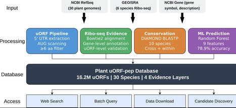Plant uORF-pep database: A multi-evidence integrative resource for upstream open reading frames and their encoded peptides in plants | jmb | RMH | Scoop.it