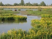 La Fête de la Nature 2013 en Camargue et les Bouches-du-Rhône | Camargue Nature | Scoop.it