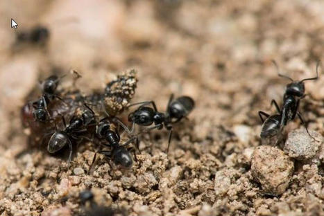 Fourmis en Corse : "Elles sont entrées dans la maison par colonies et ont attaqué les gaines électriques" | EntomoNews | Scoop.it