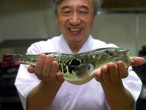 Le fugu - reportage video sur ce poisson mythique & si japonais | The Asian Food Gazette. | Scoop.it