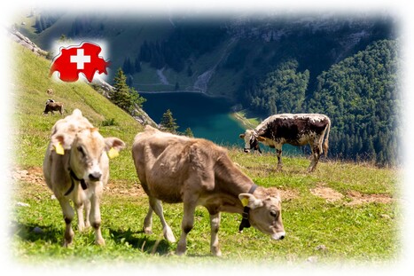 Les Suisses préfèrent de loin le bien-être animal au bio et local | Elevage et société | Scoop.it