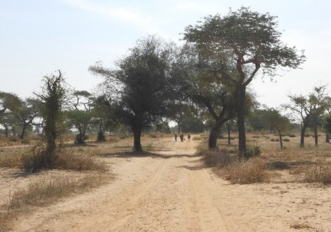 La faim grangraine dans les profondeurs du Sénégal | Questions de développement ... | Scoop.it