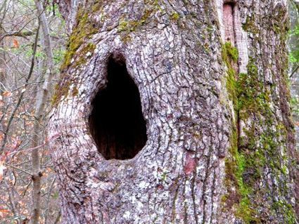 Les creux dans les arbres : une bénédiction pour la faune | Les Colocs du jardin | Scoop.it