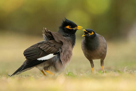 Comment l’humain transforme les communautés d’oiseaux insulaires | Life Sciences Université Paris-Saclay | Scoop.it