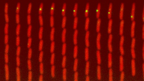Le suivi en temps réel de l'efficacité de la réparation des erreurs de réplication chez Escherichia coli révèle l'origine et la dynamique des mutations spontanées | Life Sciences Université Paris-Saclay | Scoop.it
