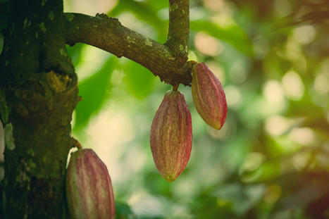 Will Chocolate Survive Climate Change? Actually, Maybe | SCIENCES DU VEGETAL | Scoop.it