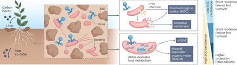 Current understanding of viral contributions to soil carbon cycling | Nree | RMH | Scoop.it
