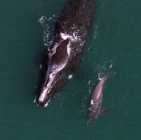 Safeguards not enough to fully protect imperiled right whale, researchers say | Soggy Science | Scoop.it