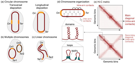 Bacterial 3D genome architecture: organization, regulation, and synthetic biology applications | RMH | Scoop.it