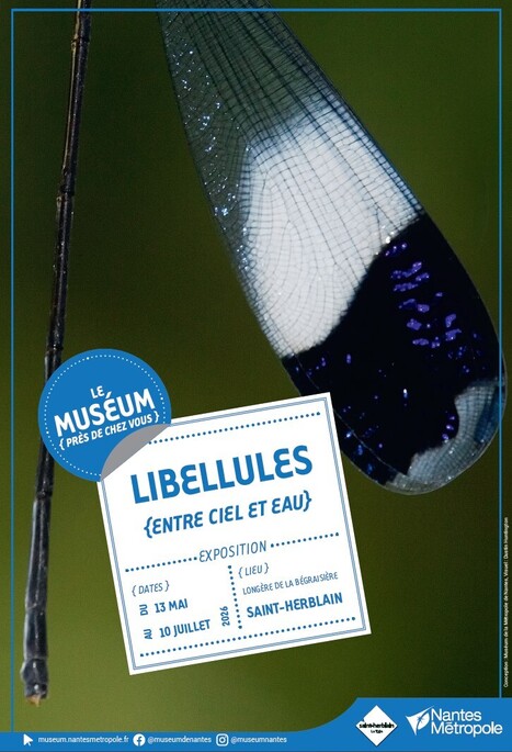 Saint-Herblain. Les libellules s&rsquo;exposent &agrave; la long&egrave;re | Vari&eacute;t&eacute;s entomologiques | Scoop.it