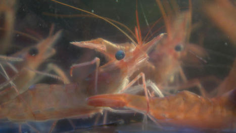 Les stocks de crevettes sont à ce point en déclin qu’une fermeture de la pêche est envisagée | Revue de presse La Matanie | Scoop.it