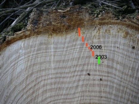 La dendrochronologie, l’art de lire dans les cernes des arbres | Biodiversité | Scoop.it