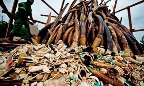 VIDEO REPORT: Illegal Wildlife Trade Explodes Into a $19 Billion Criminal Enterprise, Threatening National Security | BIODIVERSITY IS LIFE  – | Scoop.it