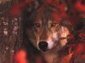 le loup Symbolique du Loup : - moi | Loup | Scoop.it