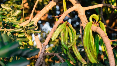 PORTUGAL: Carobs take the spotlight in the Algarve&nbsp; | CIHEAM Press Review | Scoop.it