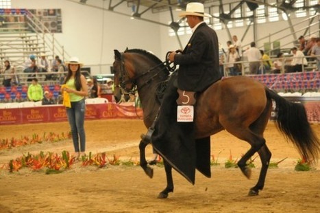 C&oacute;mo entender una exposici&oacute;n equina | Caballo, Caballos | Scoop.it