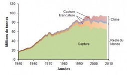 Expansion et impact de la pêche mondiale, par D. Pauly et F. Le Manach « Regards | HALIEUTIQUE MER ET LITTORAL | Scoop.it