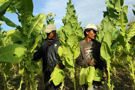 Pesticides, déchets... L’industrie du tabac détruit l’environnement | Toxique, soyons vigilant ! | Scoop.it