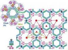 Honeycomb structure responsible for bacteria's extraordinary sense | Science News | Scoop.it