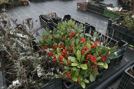 À Prémesques, le développement de Promesse de fleurs ne se limite pas au nouvel entrepôt | Distribution - Innovation | Scoop.it