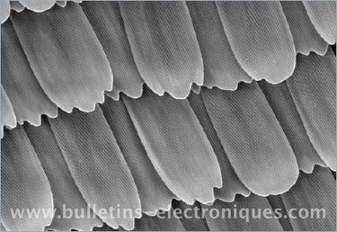 Des modules solaires utilisant la structure des ailes de papillon | BE Chine | EntomoNews | Scoop.it