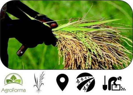 MALI: Système de Riziculture Intensive (SRI) – AgroForma | SRI Global News ++ March - May 2025    System of Rice Intensification (SRI) | Scoop.it