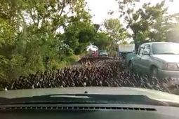 Watch 100,000 ducks stampede through this village in Thailand | Coastal Restoration | Scoop.it