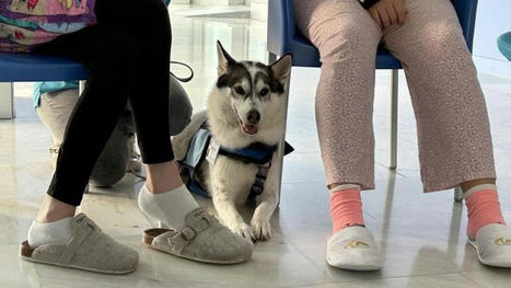 El Hospital de Mataró mejora con perros la autoestima de los adolescentes con trastornos | Personas y Animales | Scoop.it