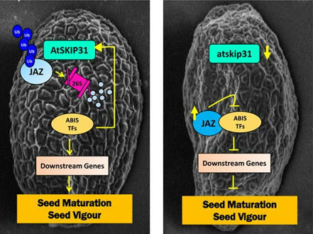 Arabidopsis F-box protein SKP1-INTERACTING PARTNER 31 modulates seed maturation and seed vigor by targeting JASMONATE ZIM DOMAIN proteins independently of jasmonic acid-isoleucine  | SEED DEV LAB info | Scoop.it