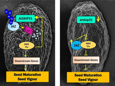 Arabidopsis F-box protein SKP1-INTERACTING PARTNER 31 modulates seed maturation and seed vigor by targeting JASMONATE ZIM DOMAIN proteins independently of jasmonic acid-isoleucine  | SEED-DREAM Lab info | Scoop.it