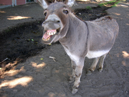 Don’t be a donkey…embrace educational change! | 21st Century Learning and Teaching | Scoop.it