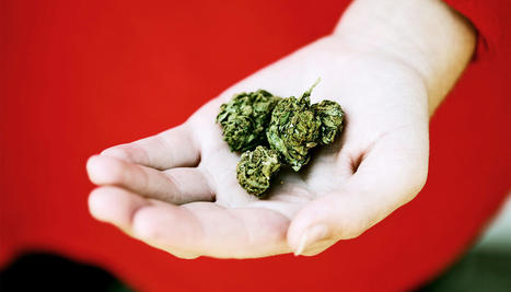 Can cannabis ease chronic itch? | Virology News | Scoop.it