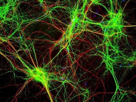 El cerebro funciona como una gigantesca red social | Reflejos | Scoop.it