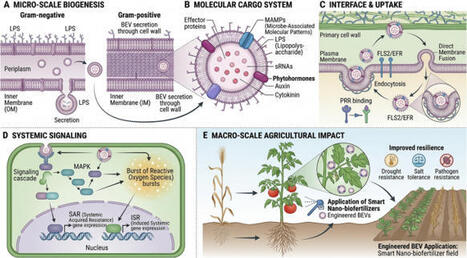 Bacterial extracellular vesicles as emerging biostimulants in plant microbe signaling and stress tolerance | RMH | Scoop.it
