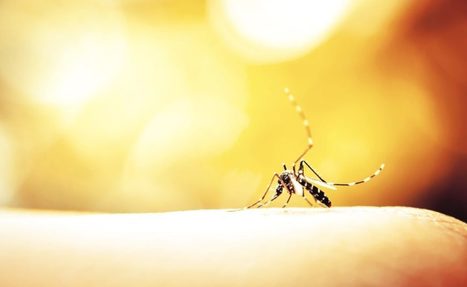 Une usine d'insectes pour contrer la dengue, construite par des Fran&ccedil;ais avec un programme australien | EntomoNews | Scoop.it