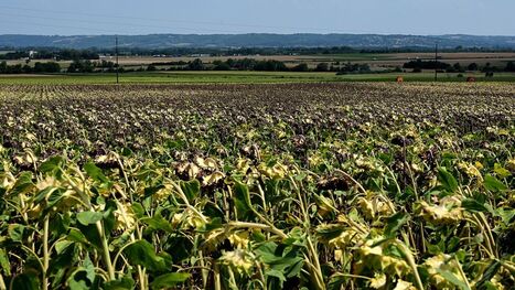Canicule, s&eacute;cheresse, incendies&nbsp;: le gouvernement pr&eacute;pare un &laquo;&nbsp;plan global&nbsp;&raquo; pour aider les agriculteurs | Revue de presse du Centre de doc | Scoop.it